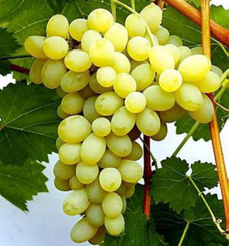 Vini� stolov� �REGINA� 30-40 cm, kont. 2 l