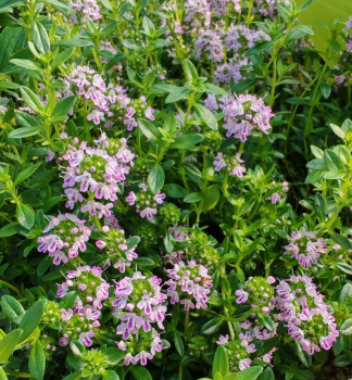 Saturejka horsk�, kont. 0,3 l