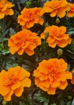 Aksamietnica rozlo�it�, 4 ks v multiplate