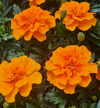 Aksamietnica rozlo�it�, 4 ks v multiplate