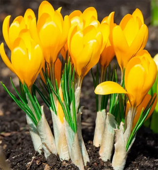 Krokus ve�kokvet� �YELLOW LARGE FLOWERING� 10 ks v balen�